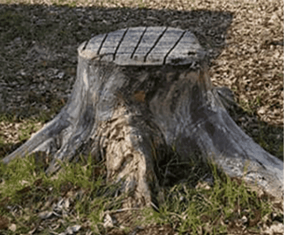 伐採専門店 彩irodoriは庭木１本からでも可能